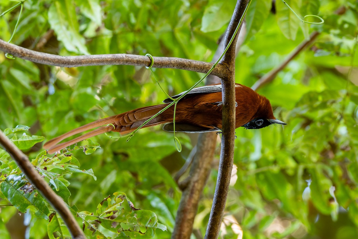 Malagasy Paradise-Flycatcher - ML659239830