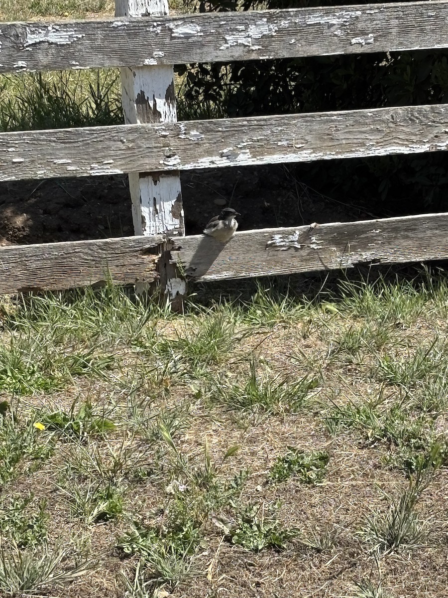 Island Scrub-Jay - ML659239898