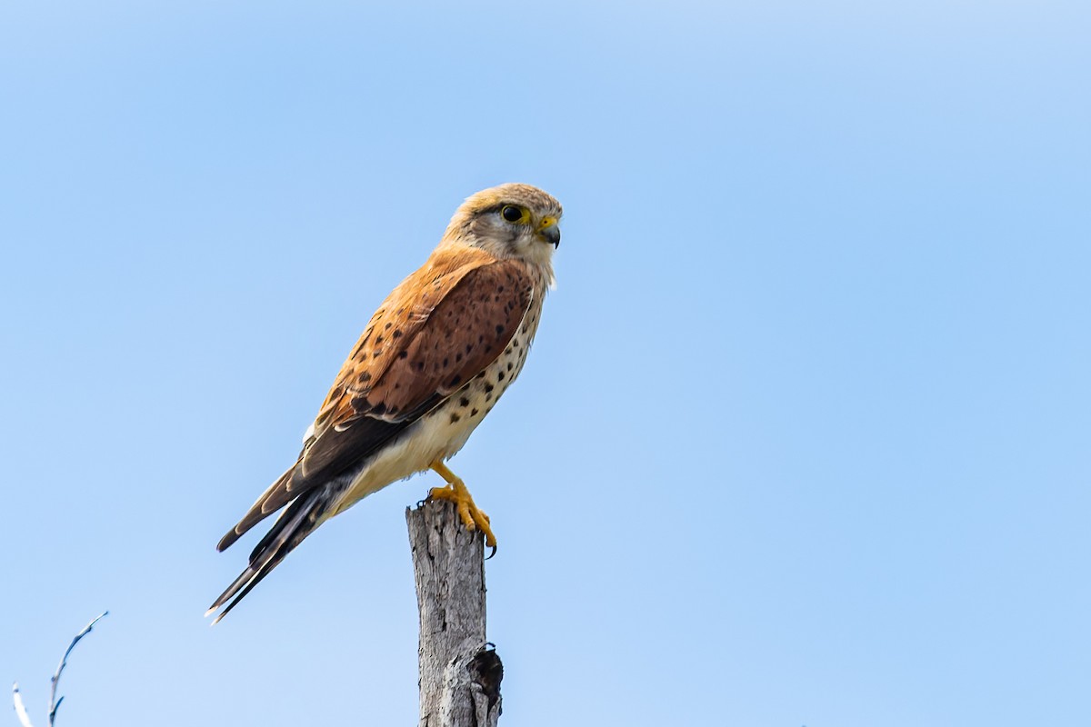 Malagasy Kestrel - ML659239902