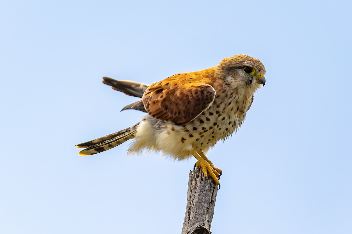 Malagasy Kestrel - ML659239904