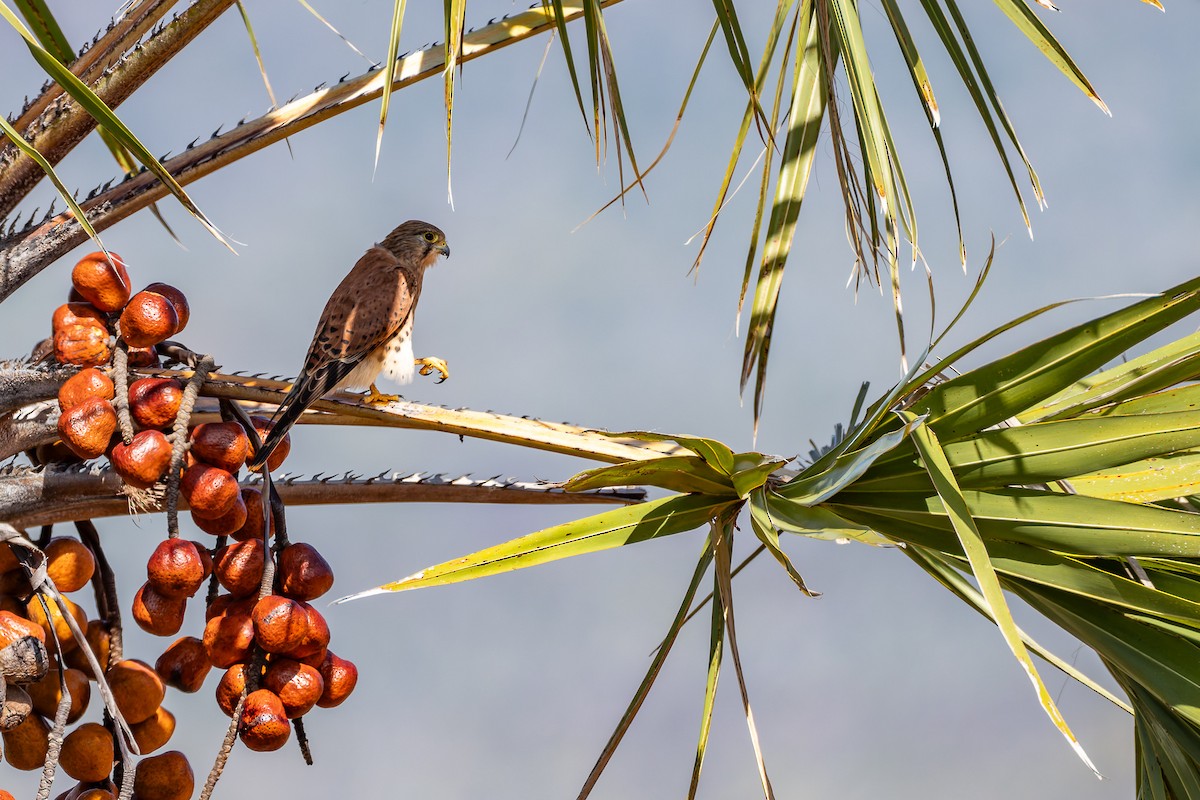 Malagasy Kestrel - ML659239905