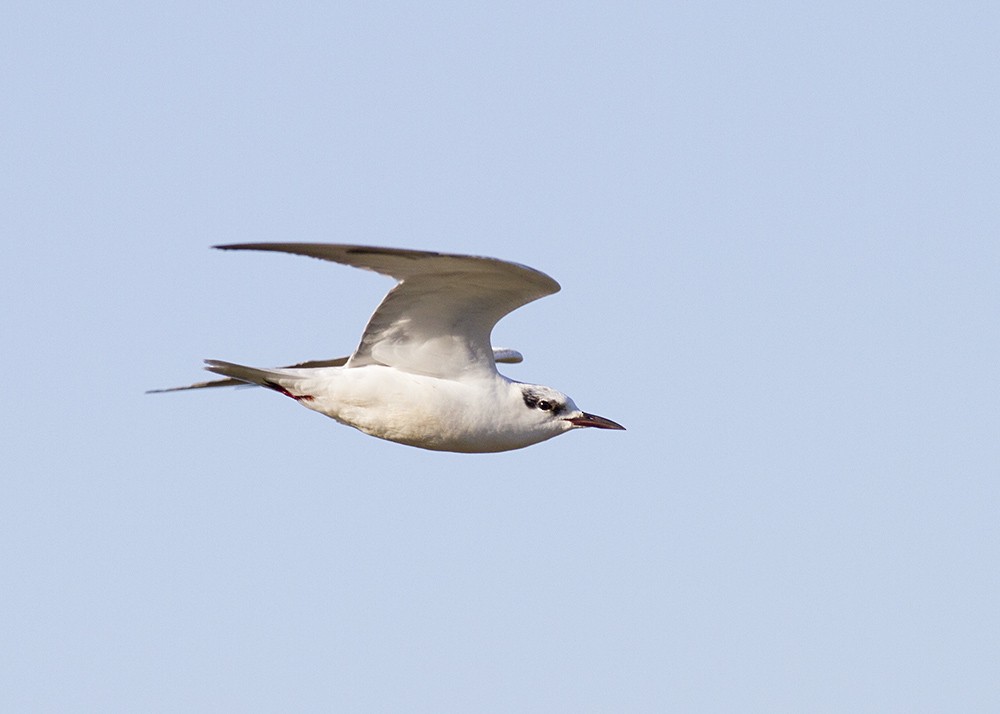 Whiskered Tern - Stephen Murray