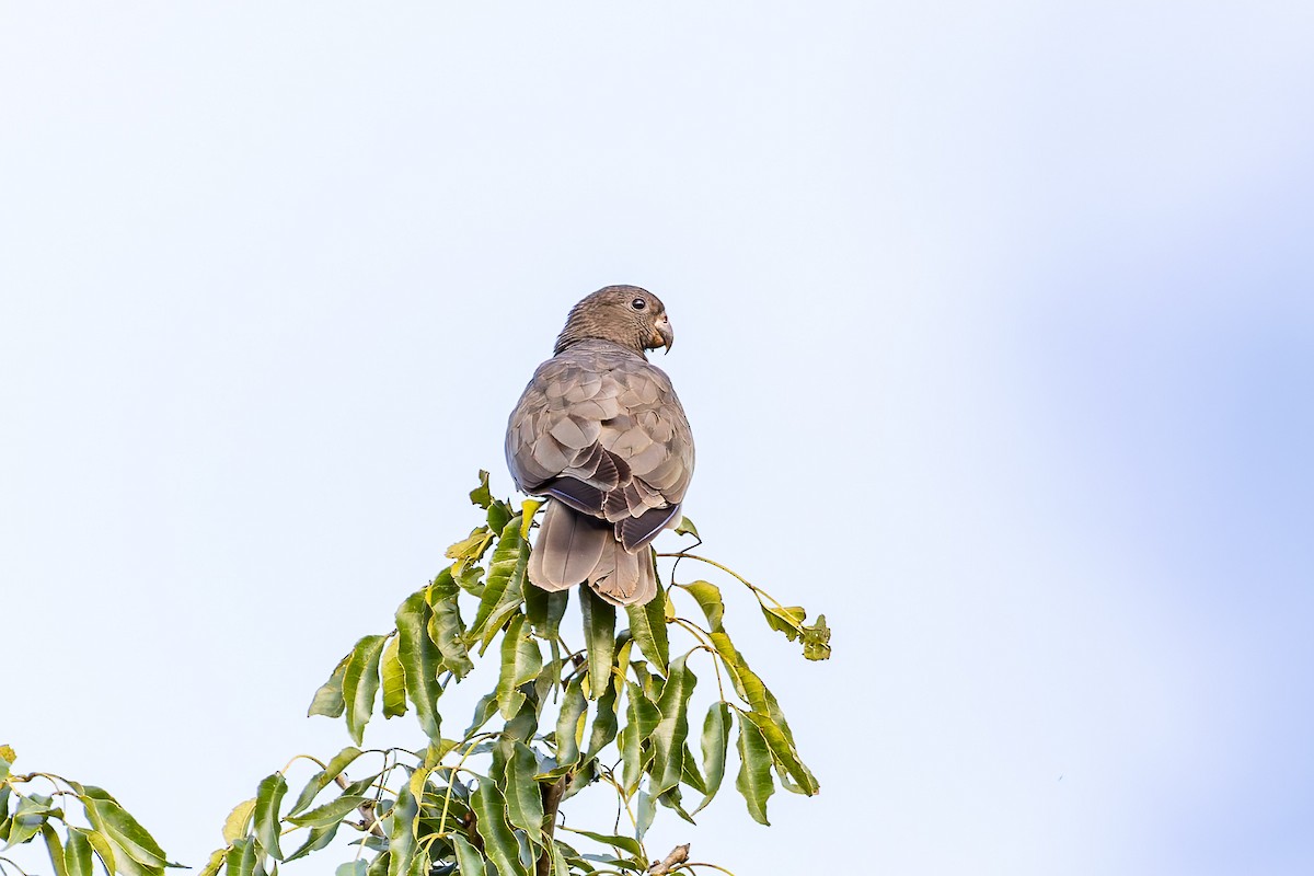Lesser Vasa Parrot - ML659239942