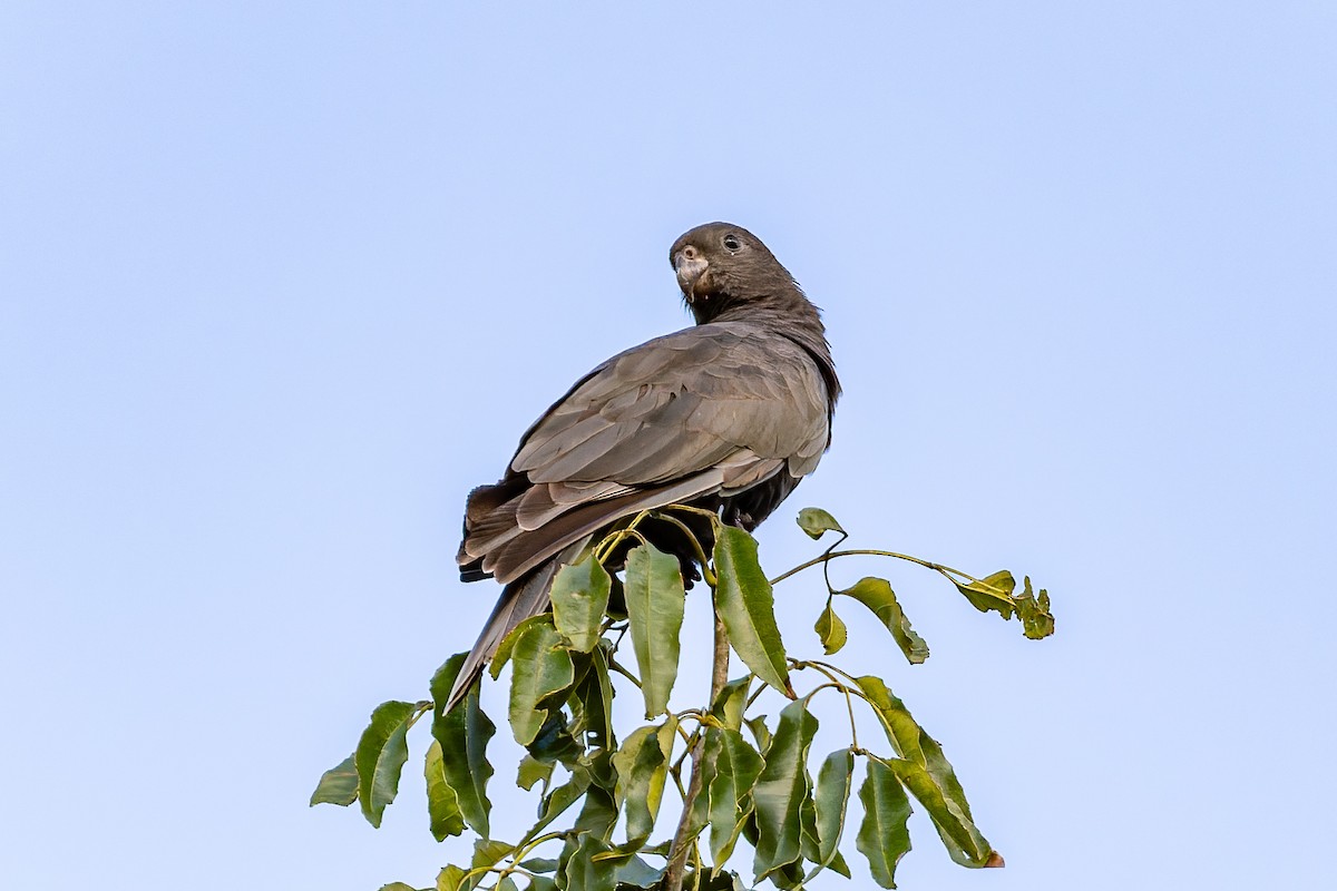 Lesser Vasa Parrot - ML659239943