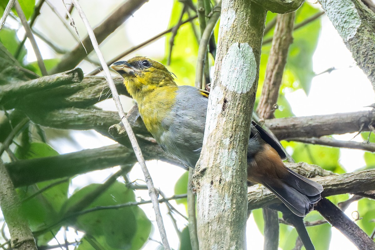 Nelicourvi Weaver - ML659239986