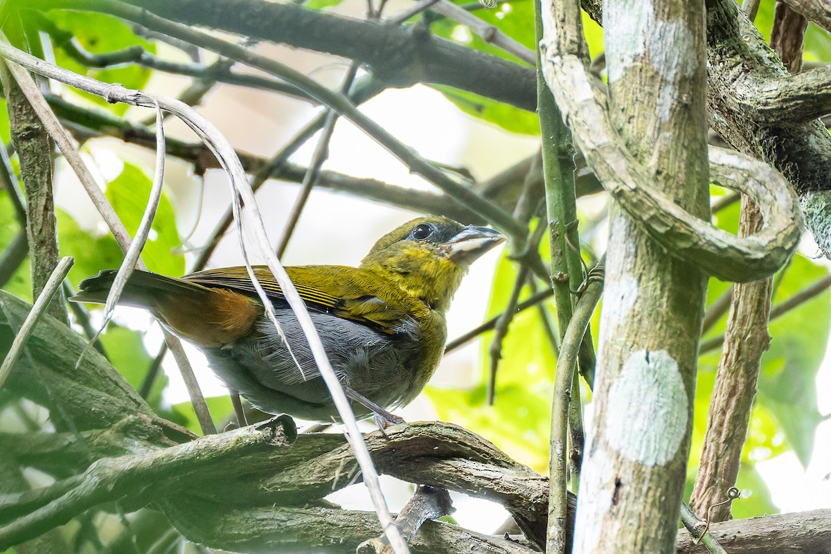 Nelicourvi Weaver - ML659239988
