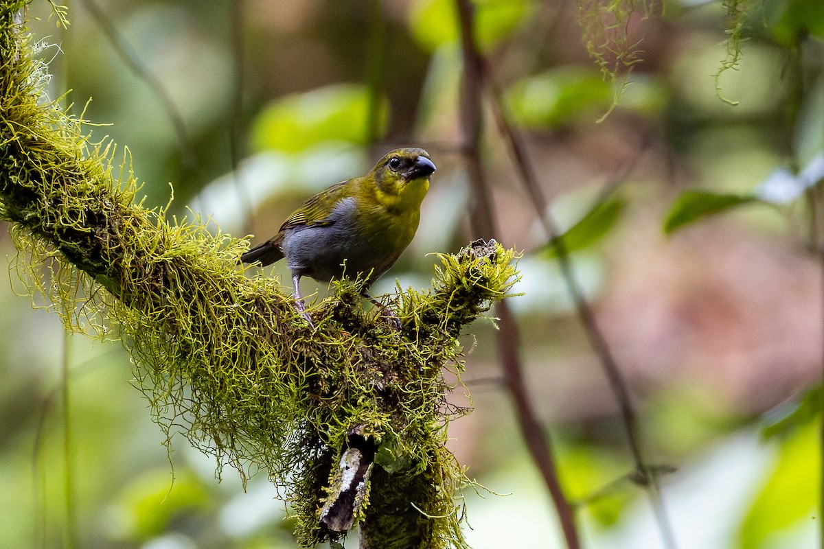 Nelicourvi Weaver - ML659239989