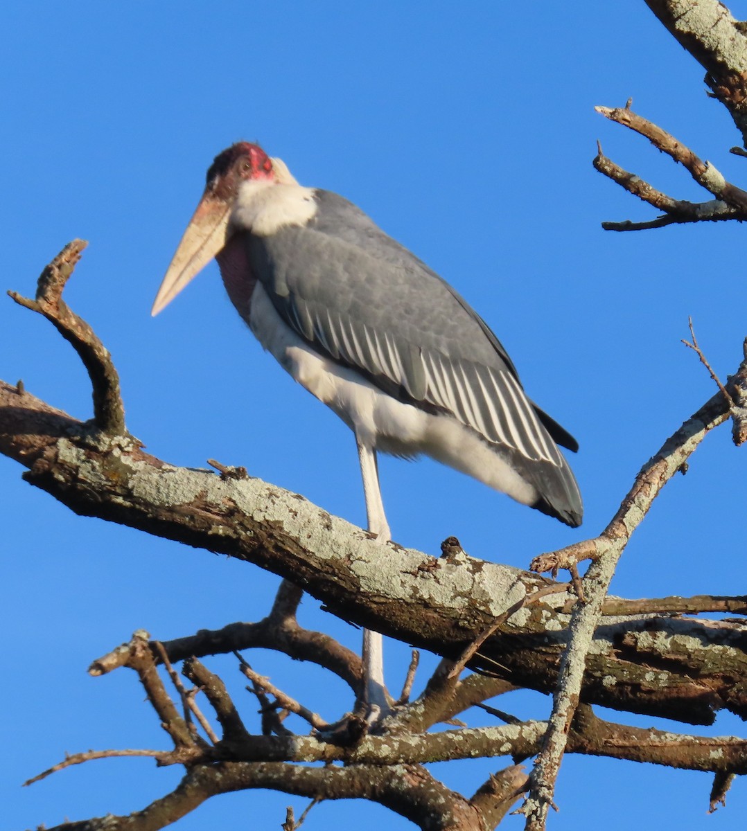 marabu africký - ML659240417