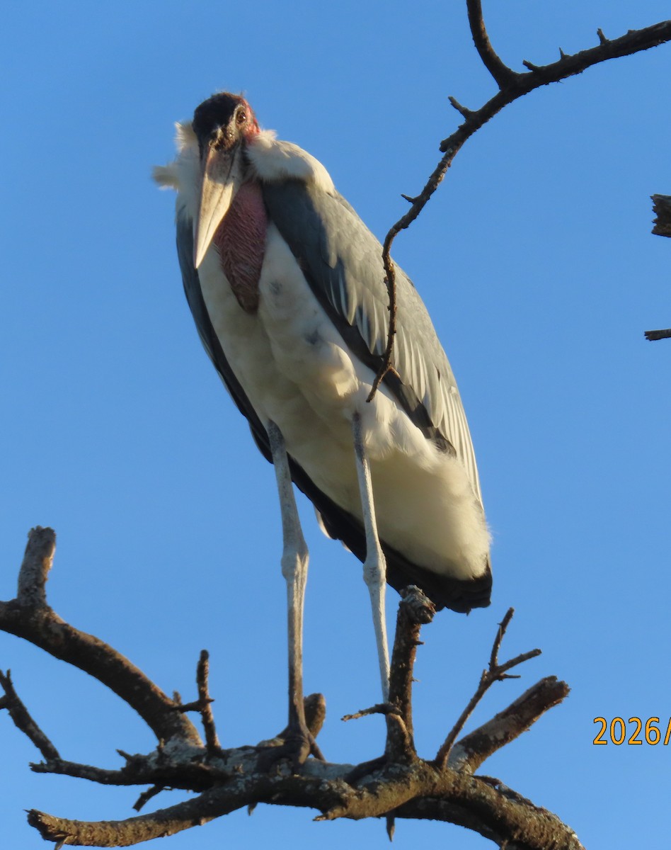 marabu africký - ML659240418