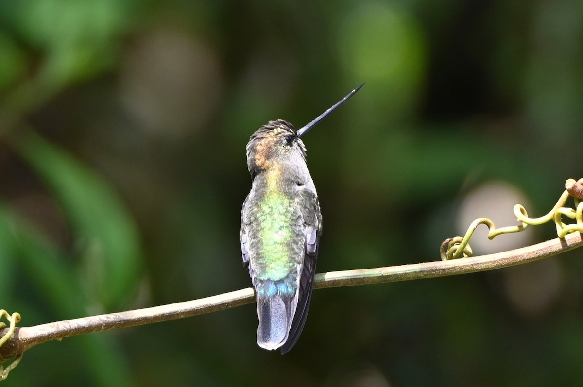 Green-fronted Lancebill - ML659240542