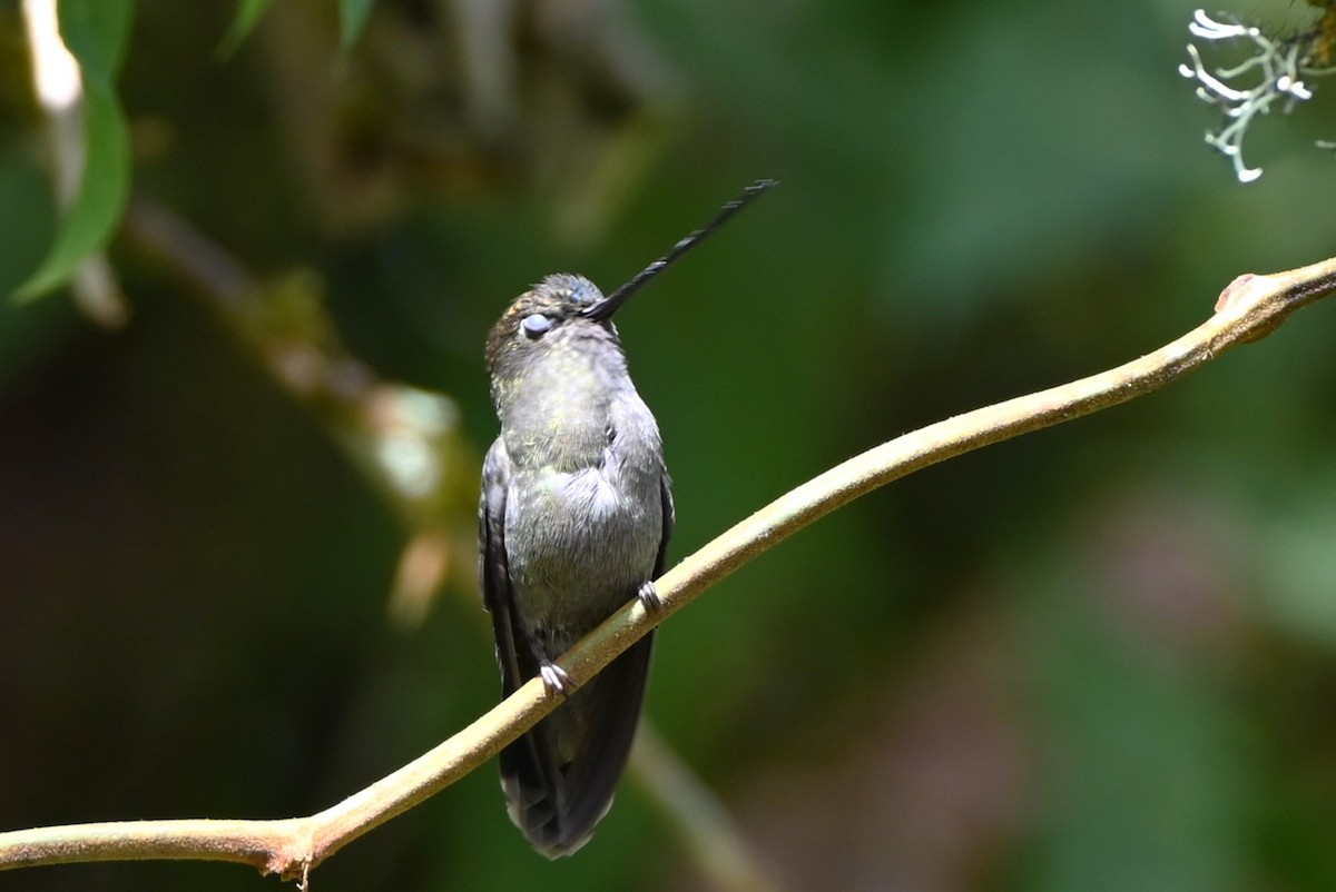 Green-fronted Lancebill - ML659240543