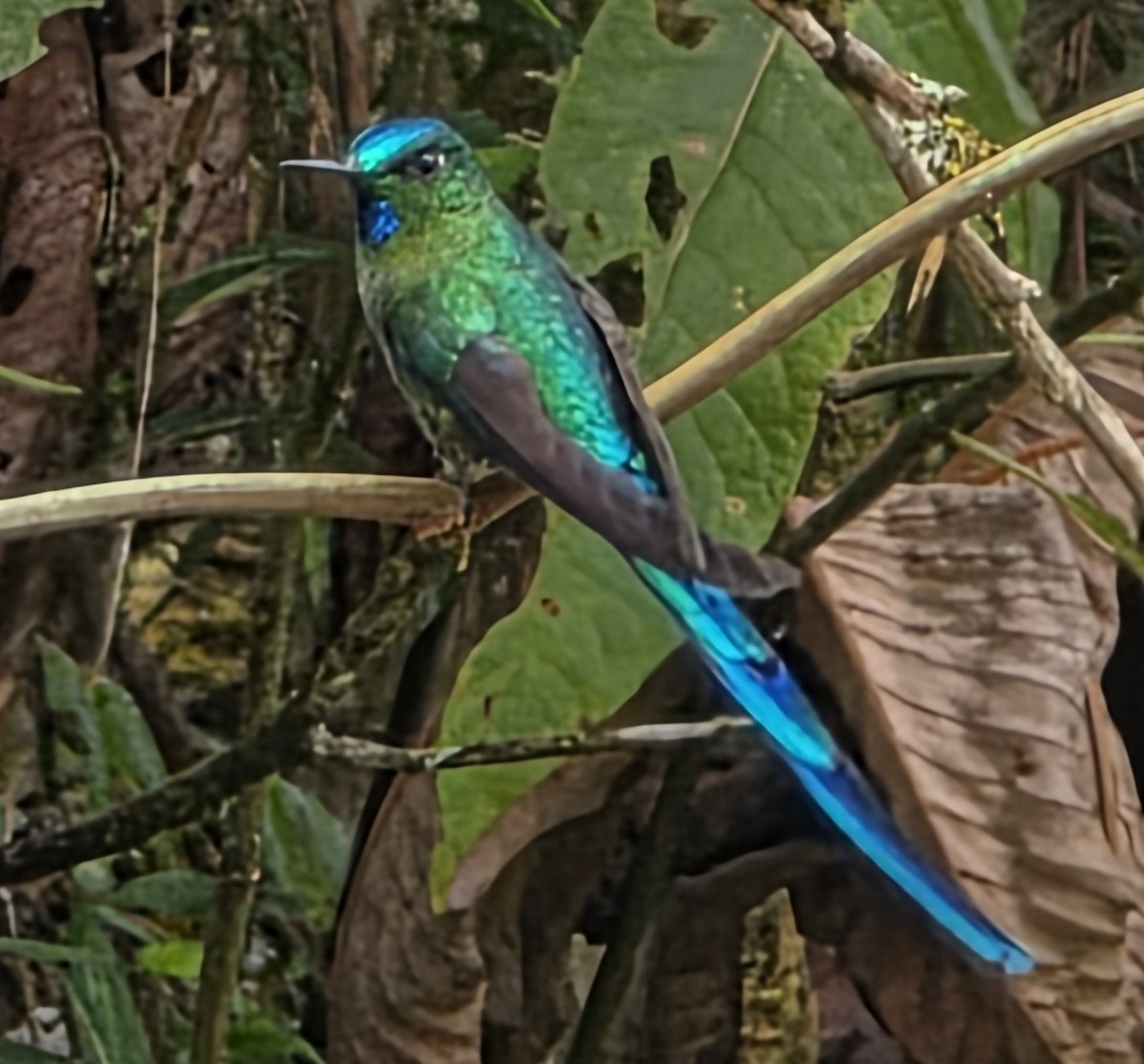 Long-tailed Sylph - ML659240688