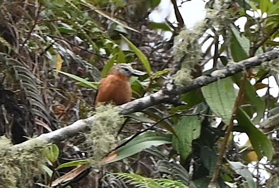 Andean Solitaire - ML659241295