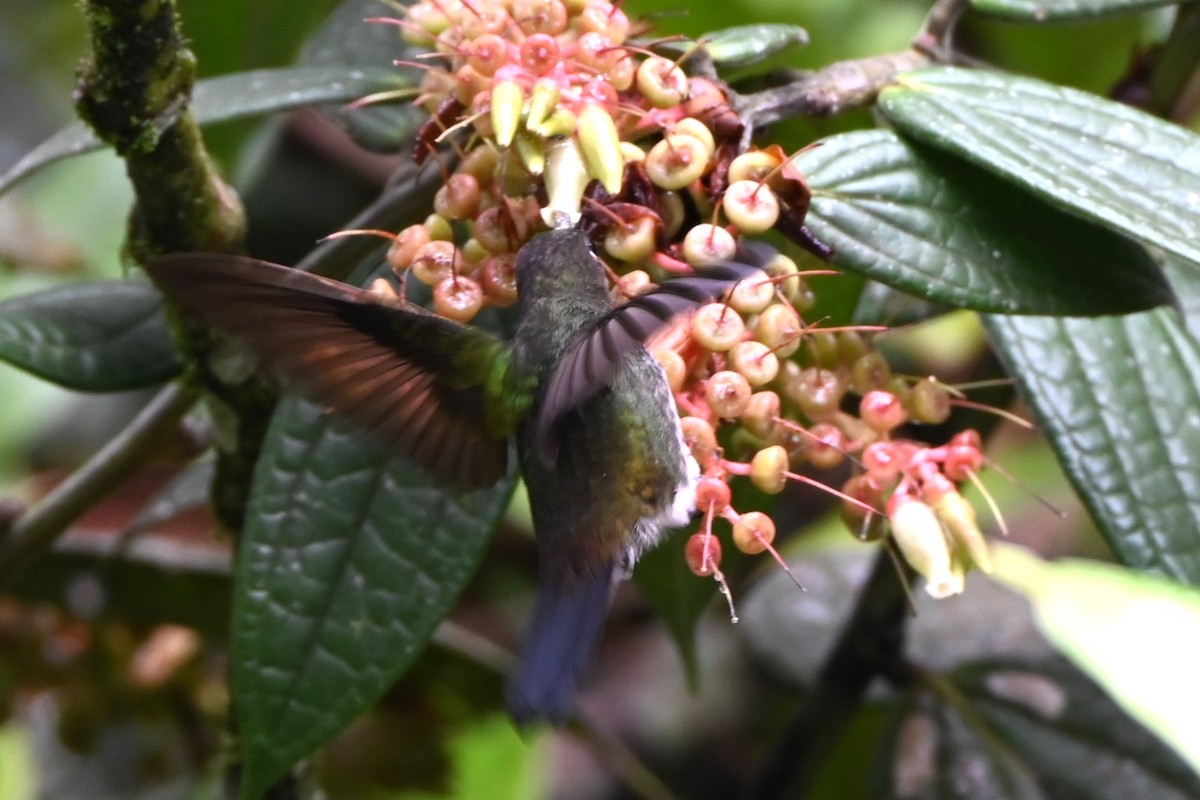 Greenish Puffleg - ML659241464