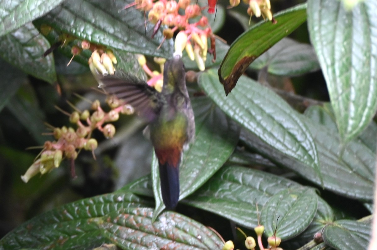 Greenish Puffleg - ML659241575