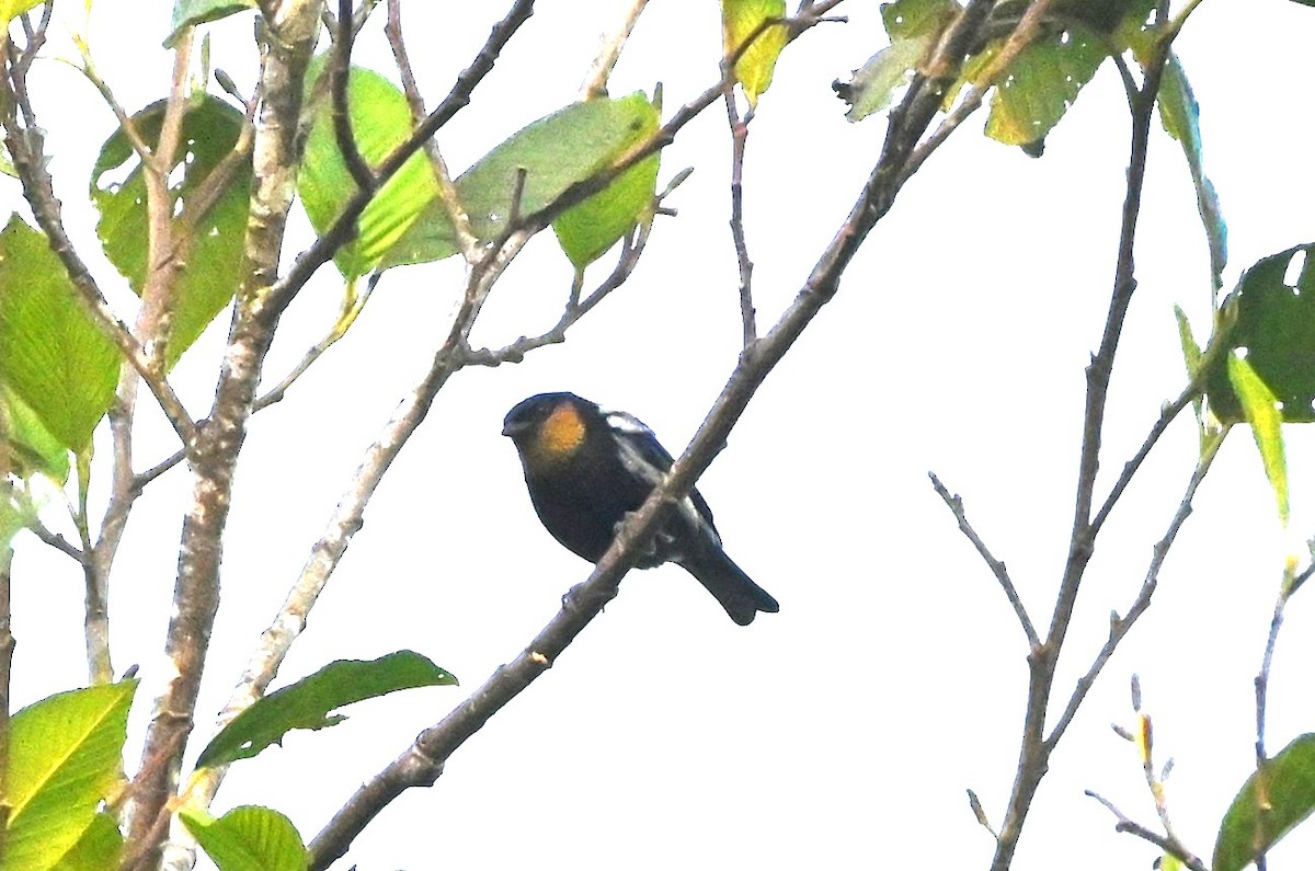 Silvery Tanager - ML659241778