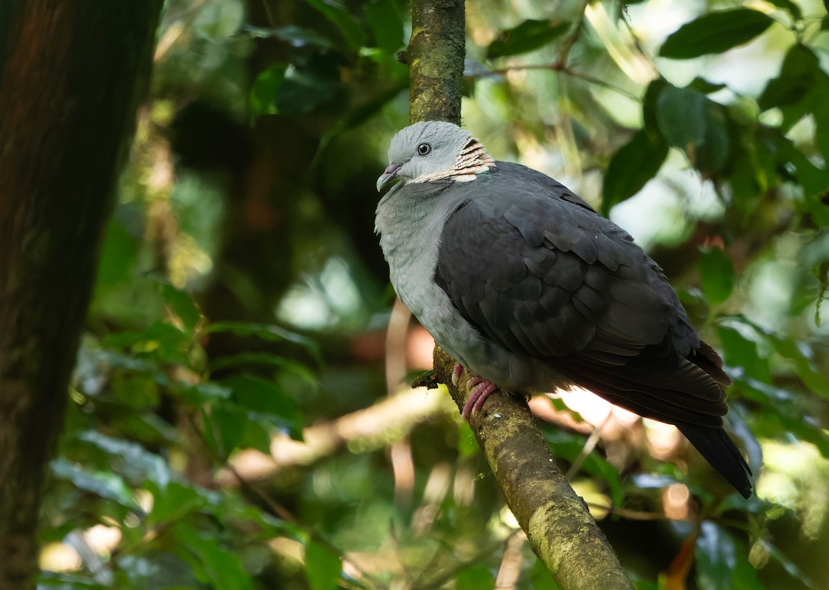 Ashy Wood-Pigeon - ML659241787