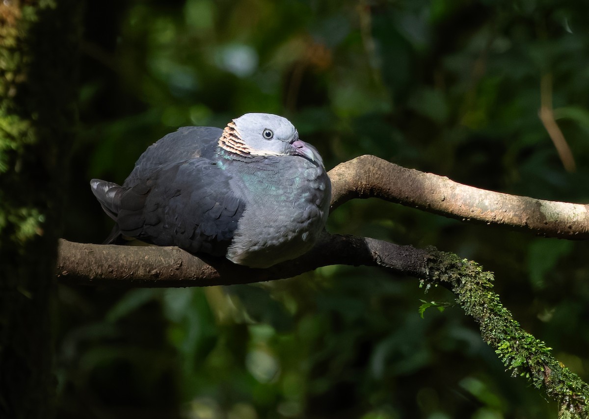 Ashy Wood-Pigeon - ML659241788