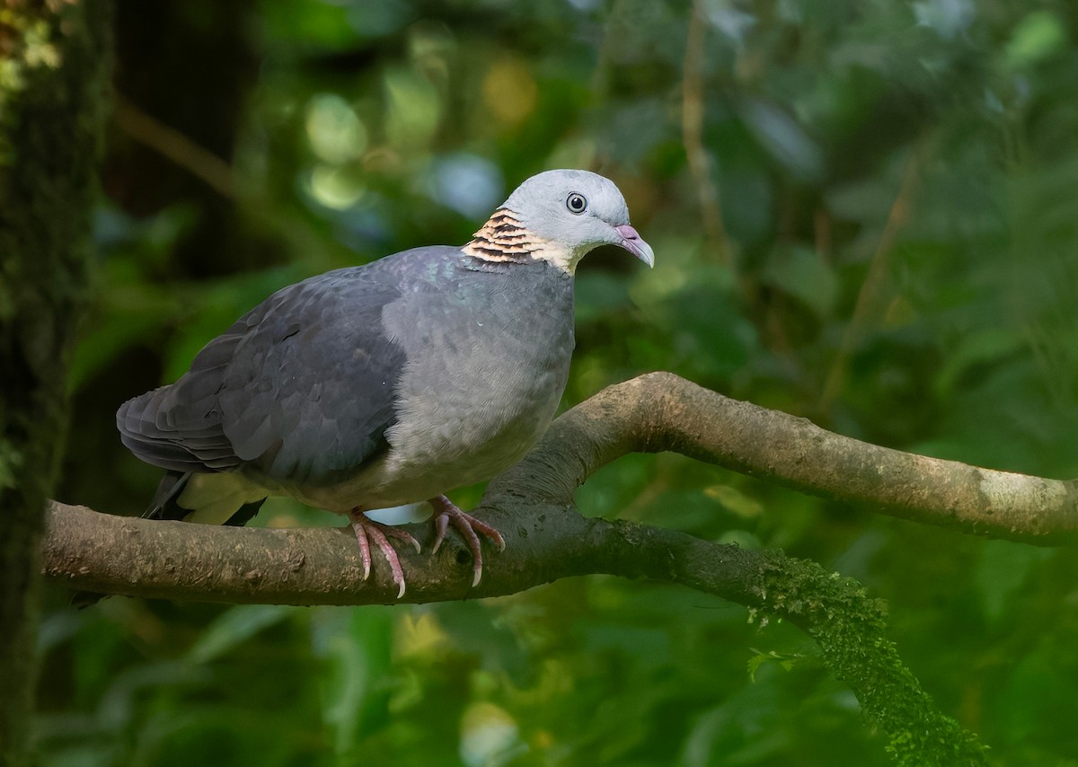 Ashy Wood-Pigeon - ML659241790