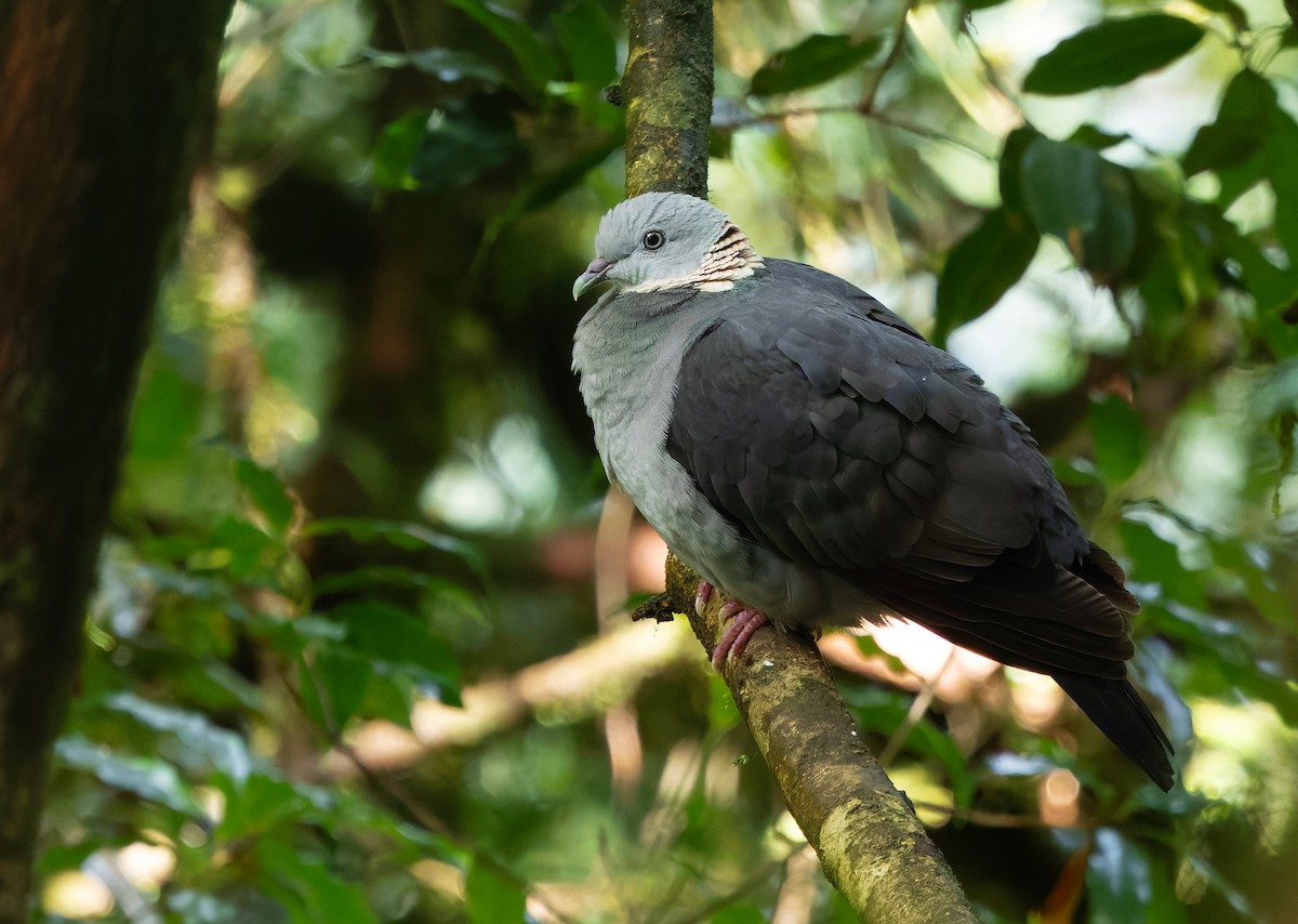 Ashy Wood-Pigeon - ML659241795