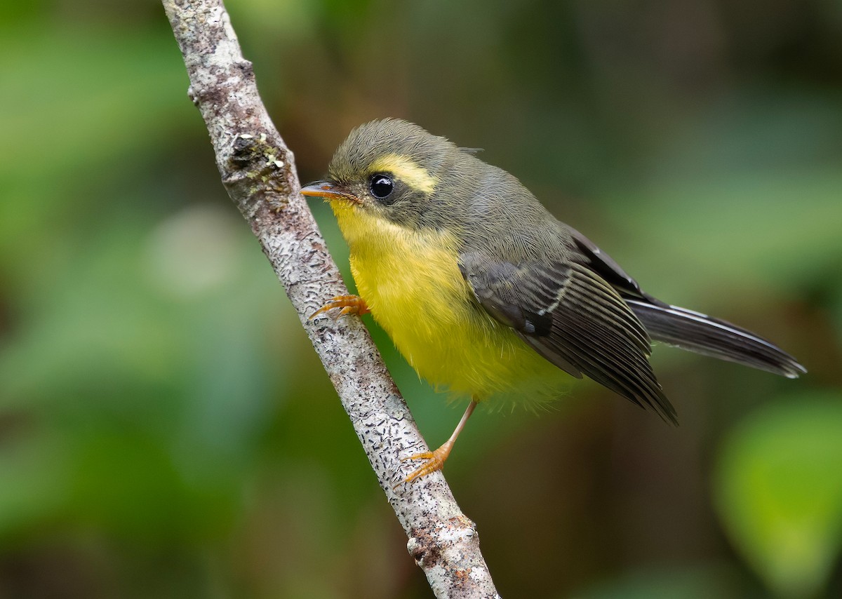 Yellow-bellied Fairy-Fantail - ML659241804
