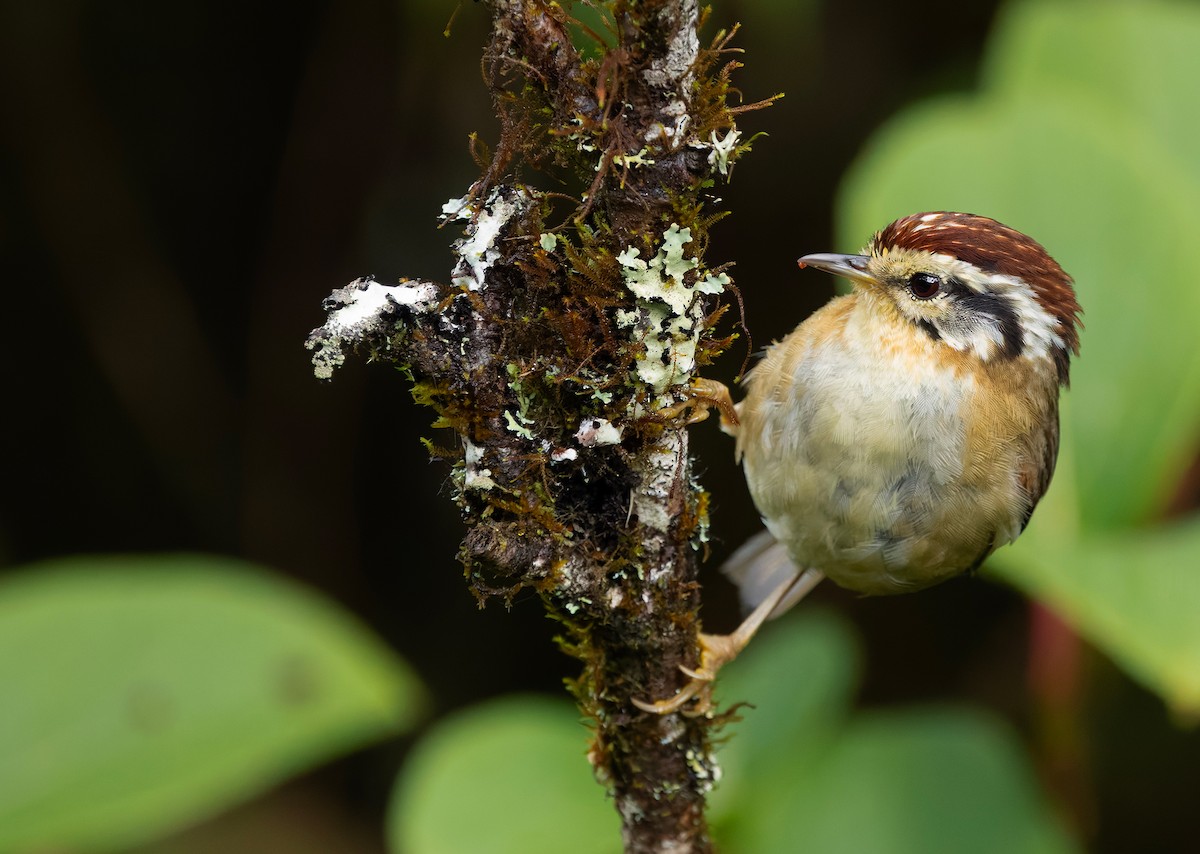 Rufous-winged Fulvetta - ML659241815