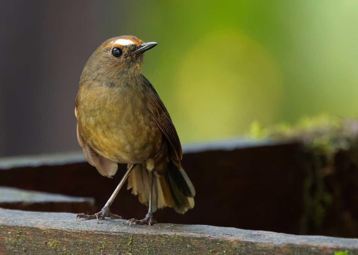 Himalayan Shortwing - ML659241820