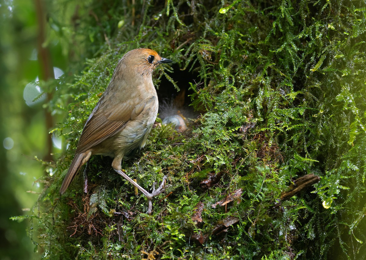 Himalayan Shortwing - ML659241821
