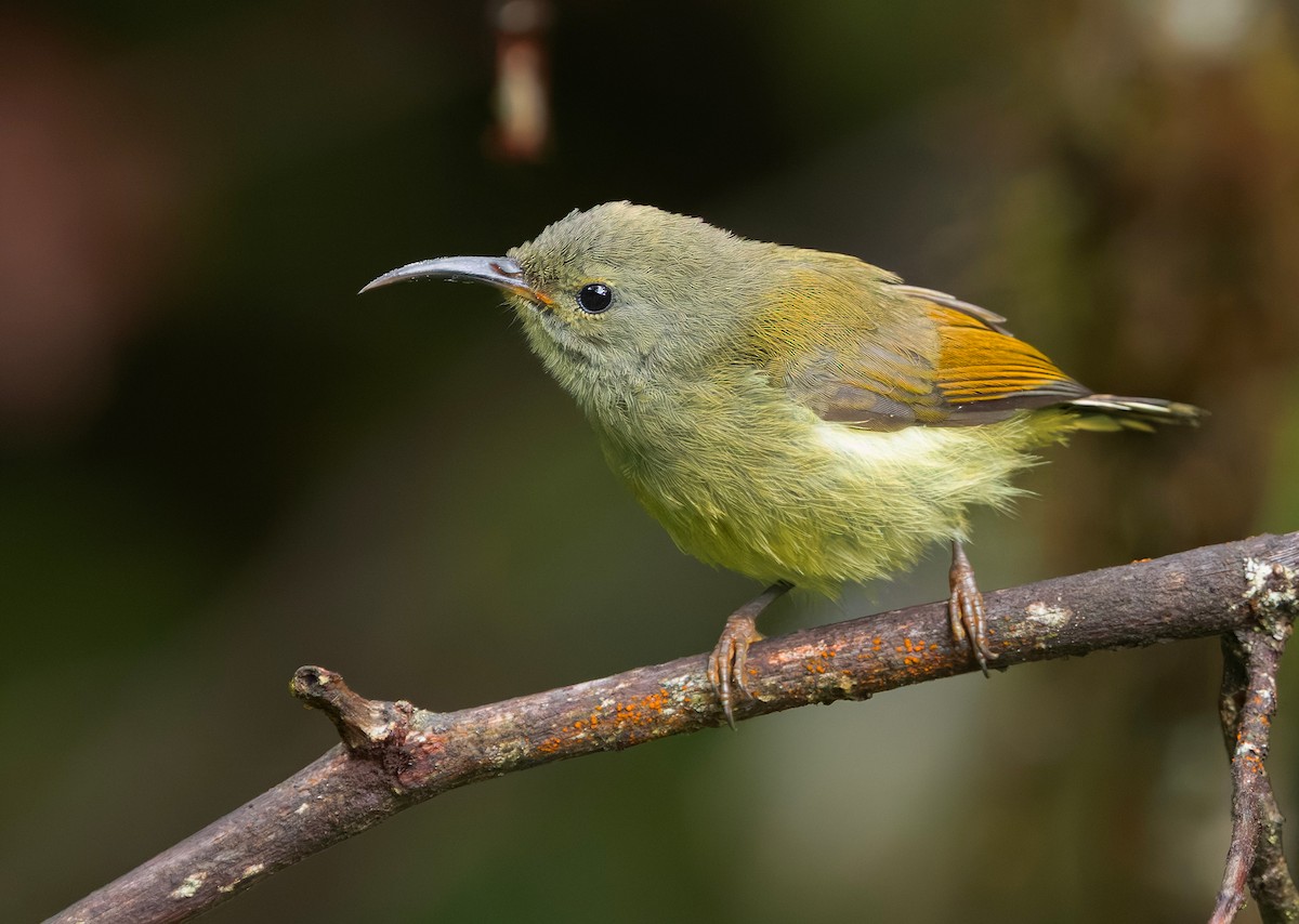 Green-tailed Sunbird (Doi Inthanon) - ML659241827