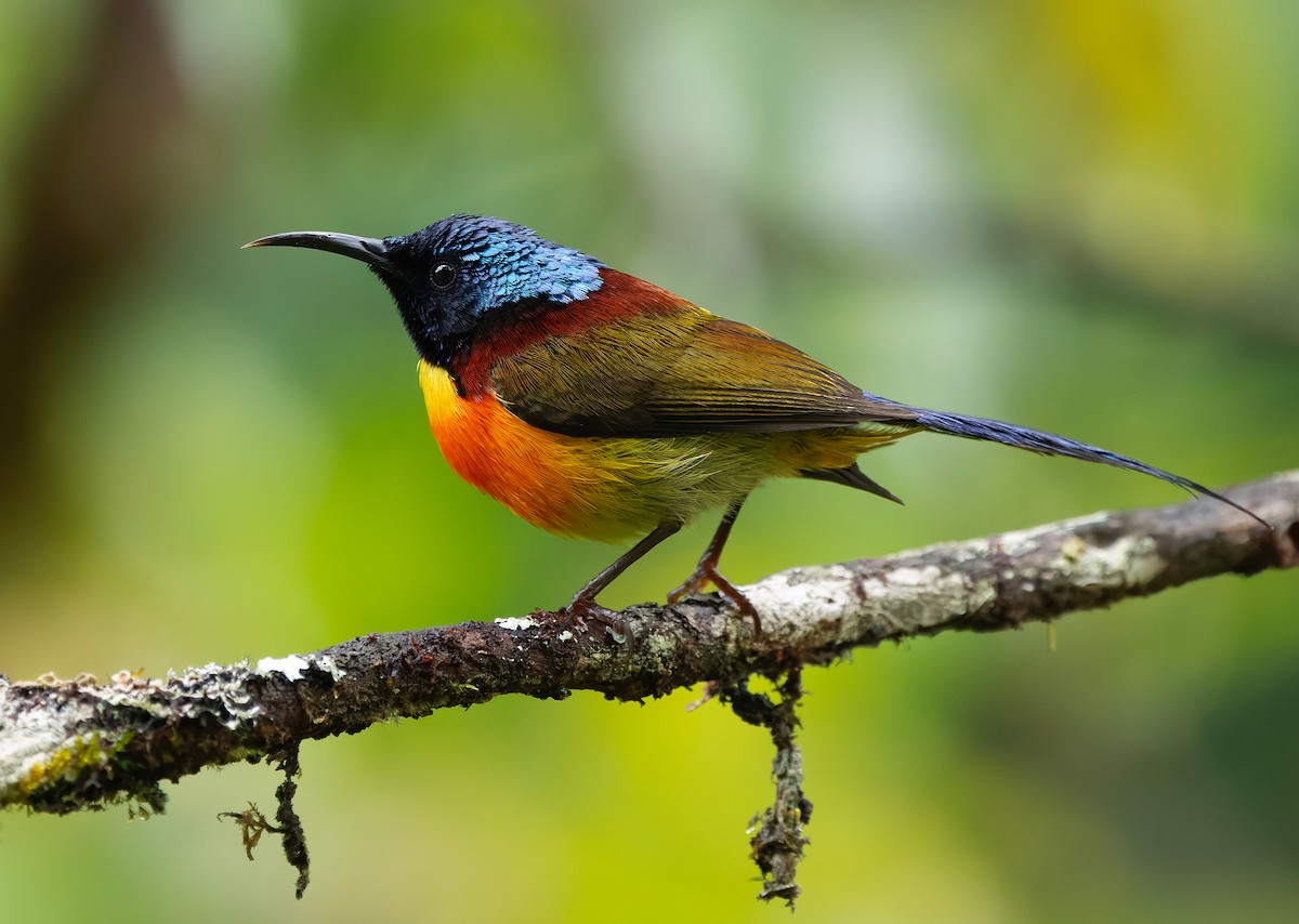 Green-tailed Sunbird (Doi Inthanon) - ML659241829