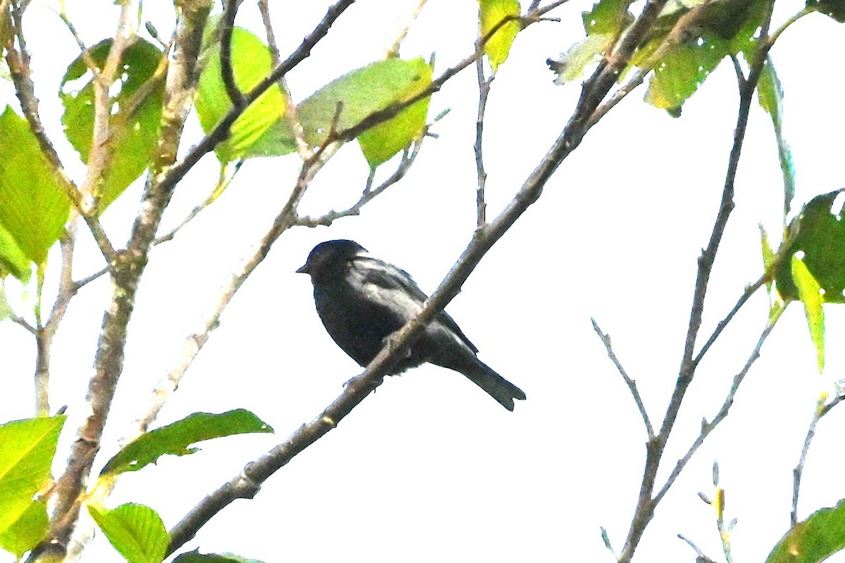 Silvery Tanager - ML659242234