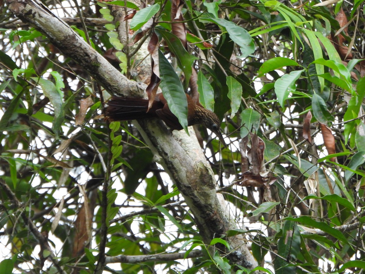 kremstrupetreløper - ML659242291