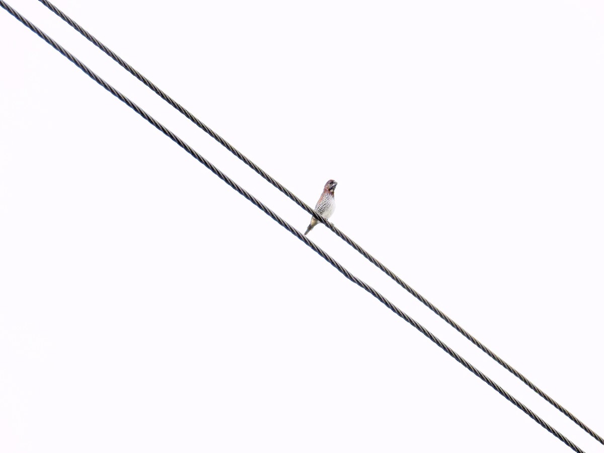 muskatnonne - ML659242295