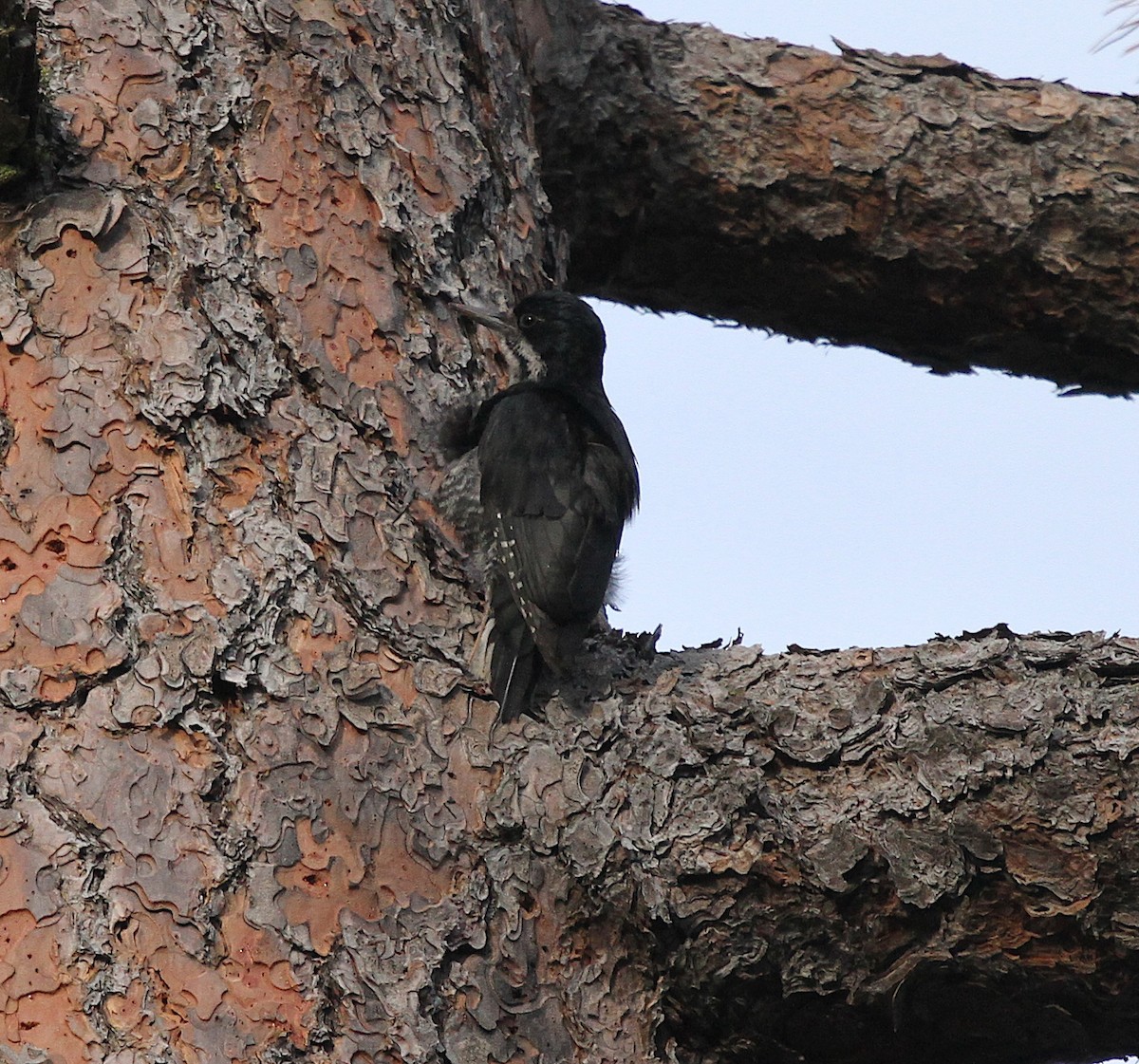 Black-backed Woodpecker - ML659243341