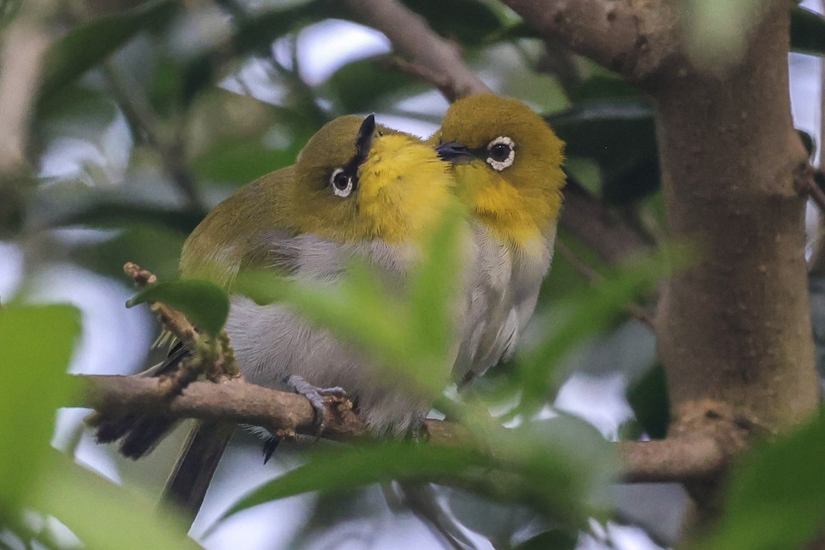 Indian White-eye - ML659243542