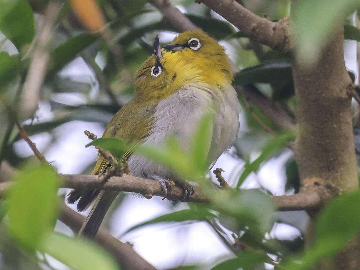 Indian White-eye - ML659243543