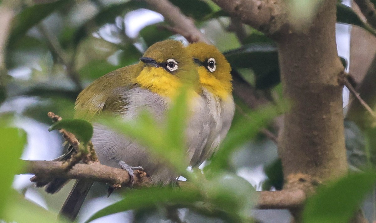 Indian White-eye - ML659243544