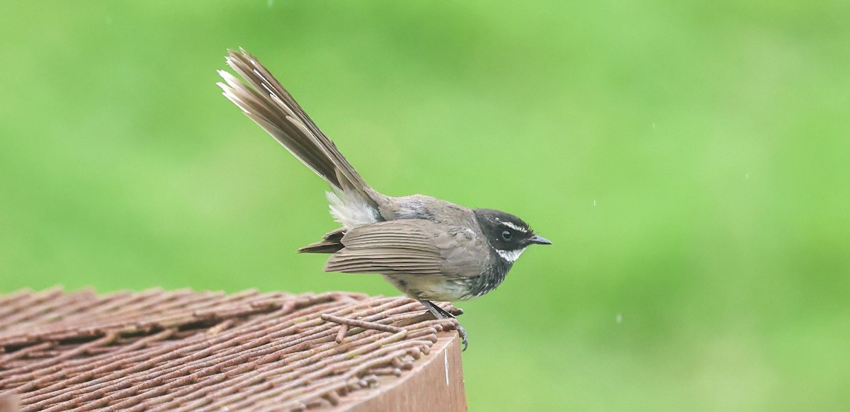 Spot-breasted Fantail - ML659243636