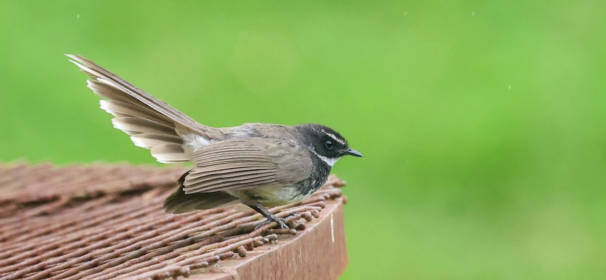 Spot-breasted Fantail - ML659243637