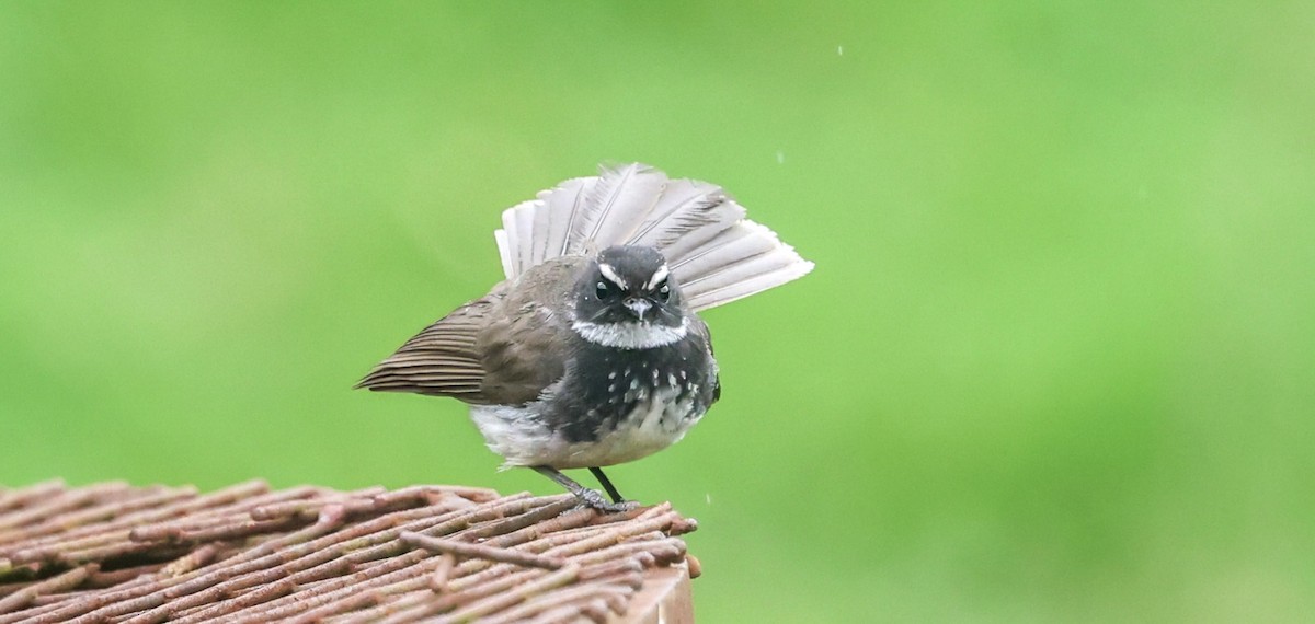 Spot-breasted Fantail - ML659243638