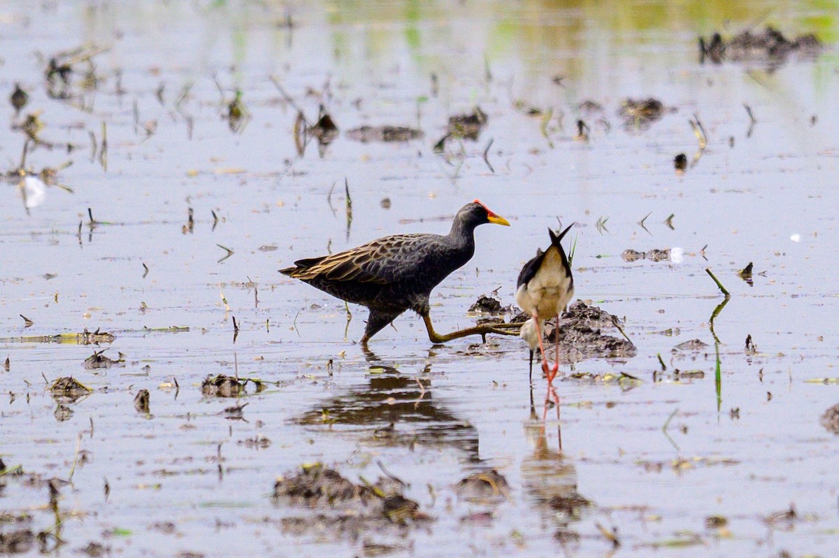 Watercock - ML659243739