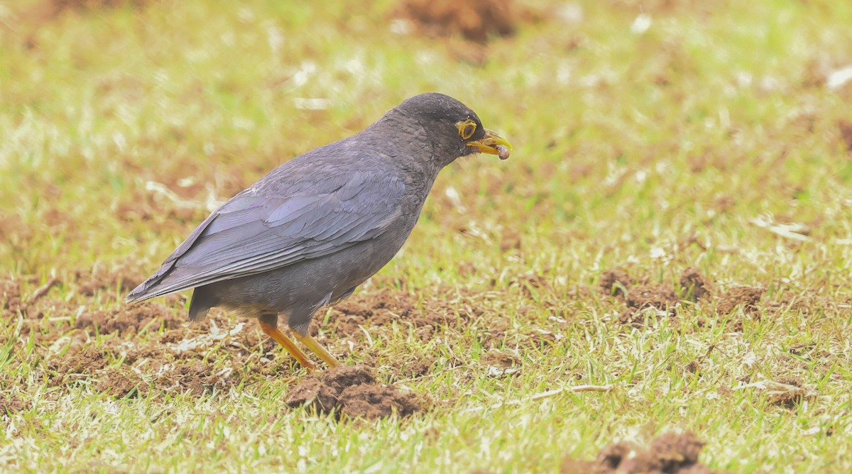 Indian Blackbird - ML659244055