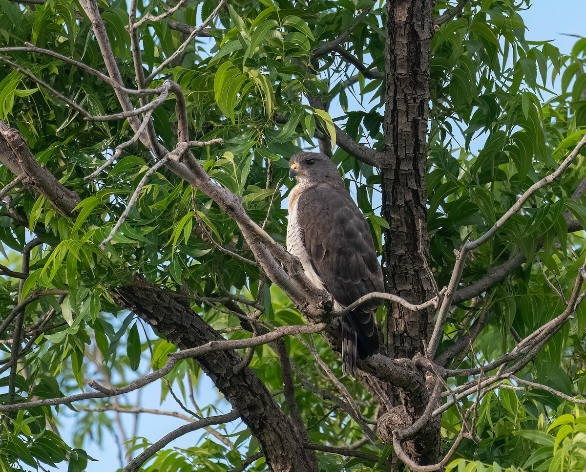 Short-tailed Hawk - ML659244296