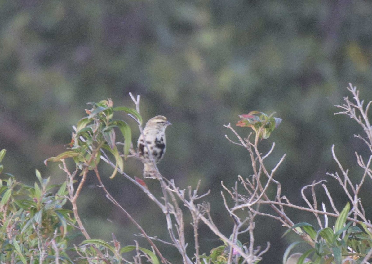 Yellow-crowned Bishop - ML659244654
