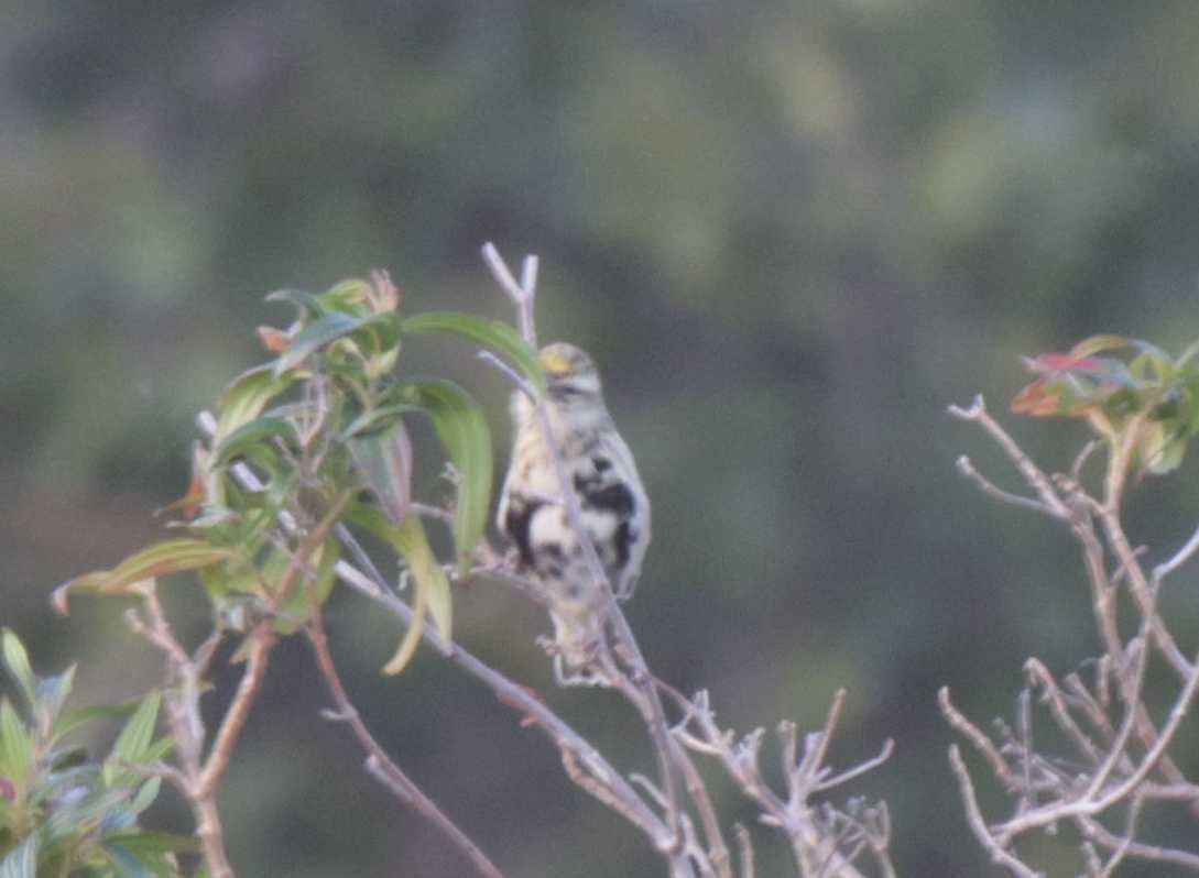Yellow-crowned Bishop - ML659244655