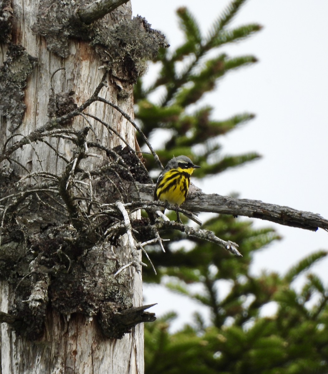 Magnolia Warbler - ML659244894