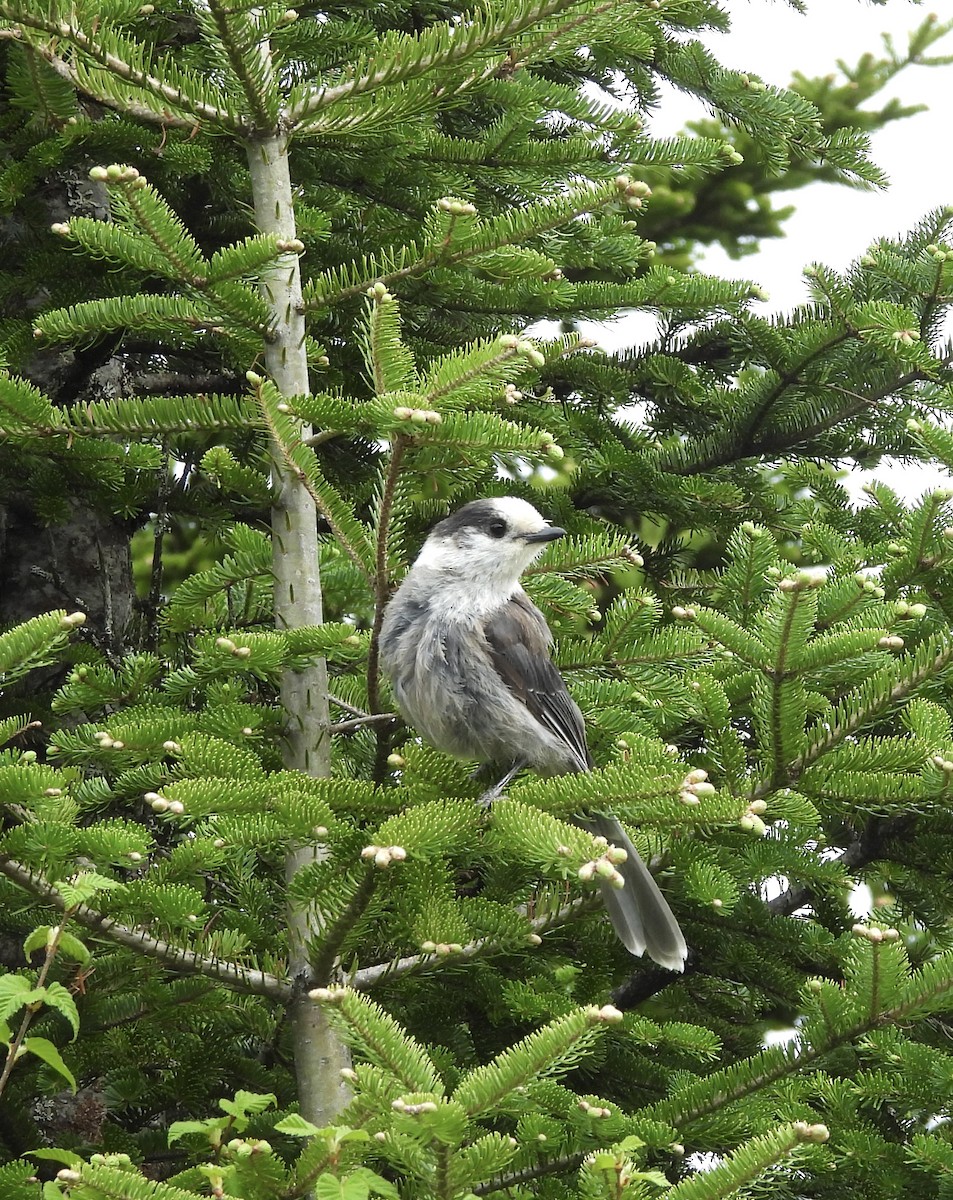 Canada Jay (Boreal) - ML659245574