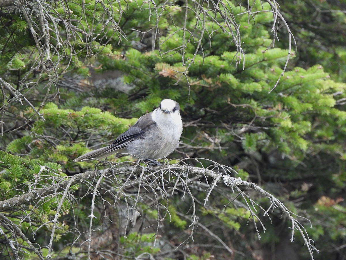 Canada Jay (Boreal) - ML659245578