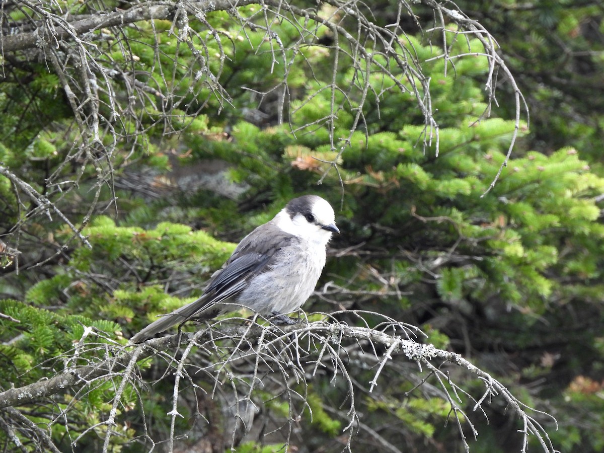 Canada Jay (Boreal) - ML659245579