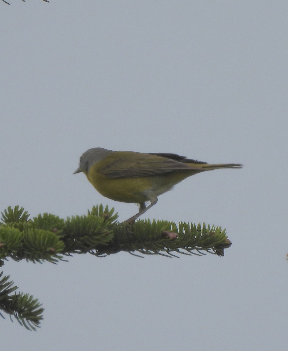 Nashville Warbler - ML659245667